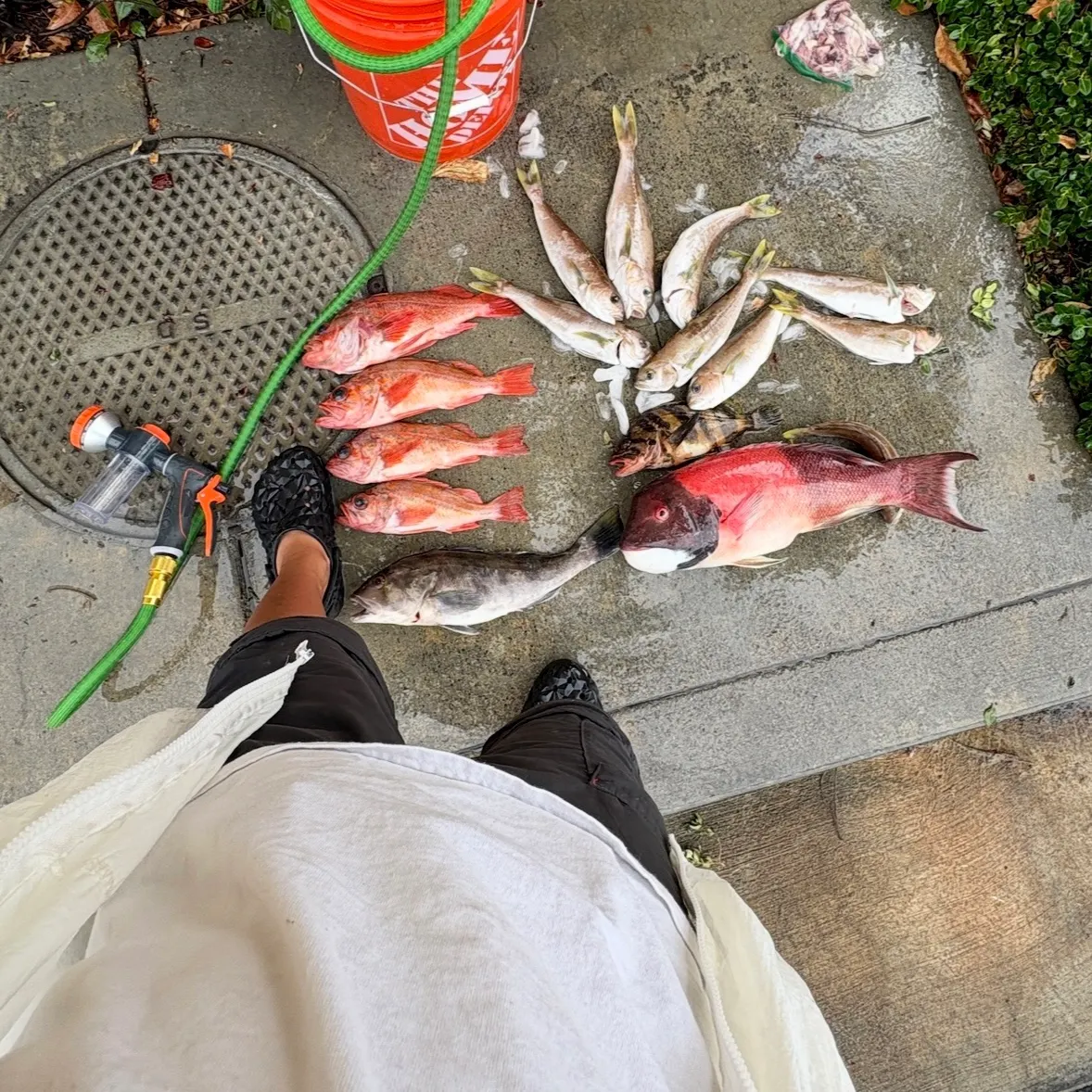 The most recent Vermilion rockfish catches on Fishbrain