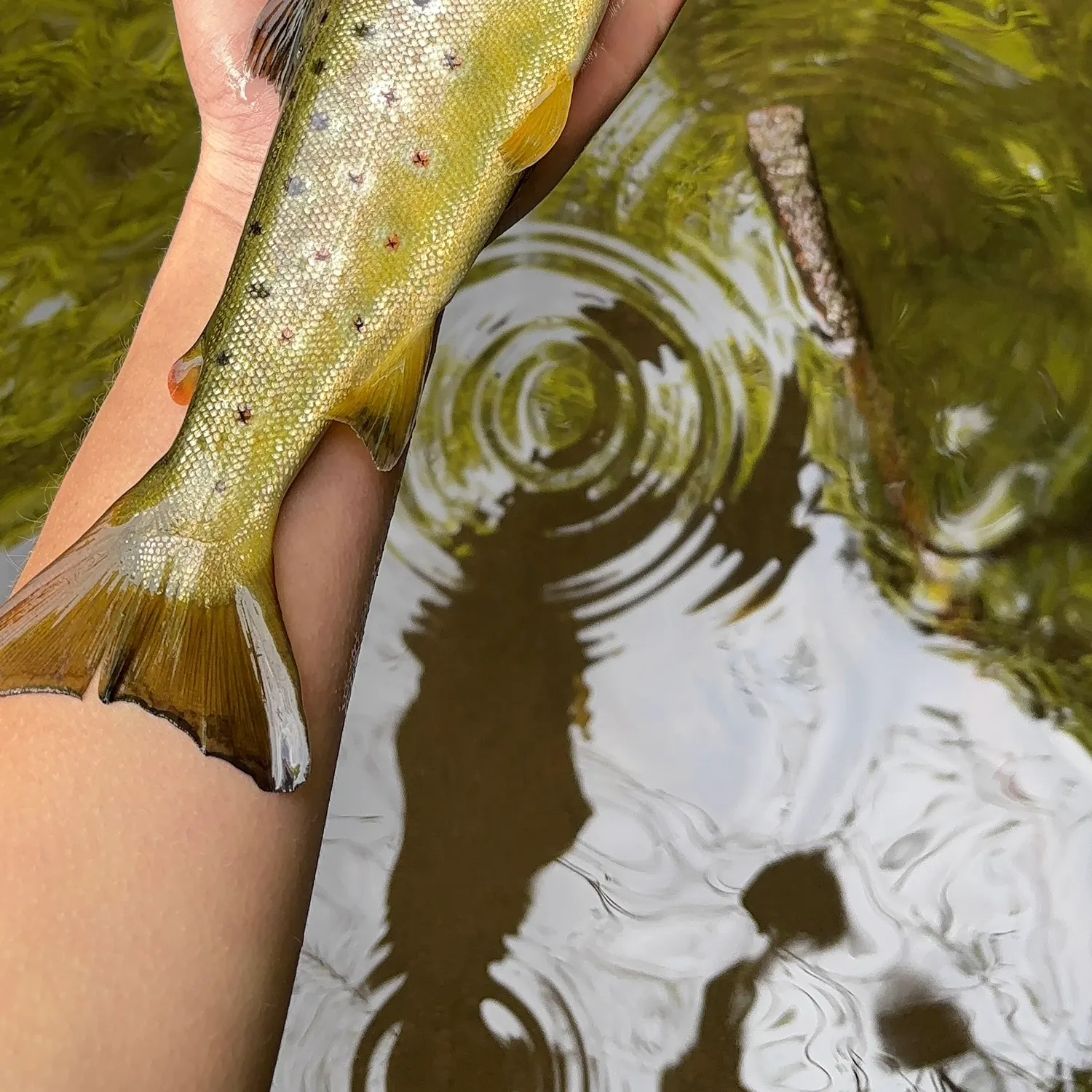 The most recent Brown trout catches on Fishbrain