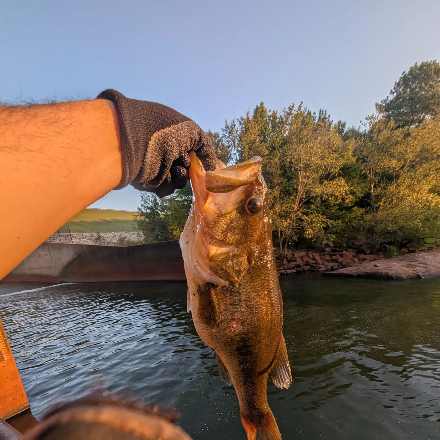 Largemouth bass caught on Fishbrain