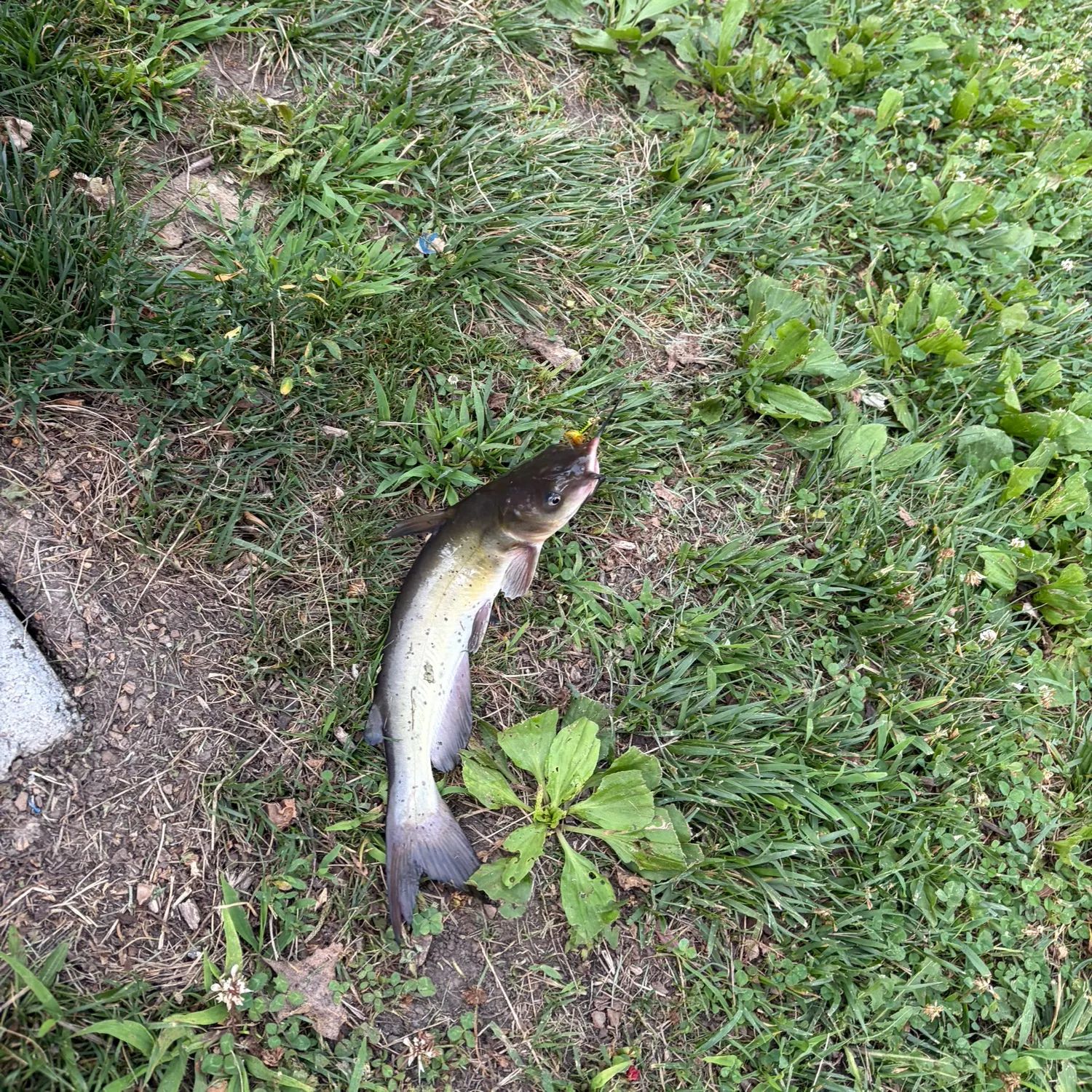 Channel catfish caught on Fishbrain