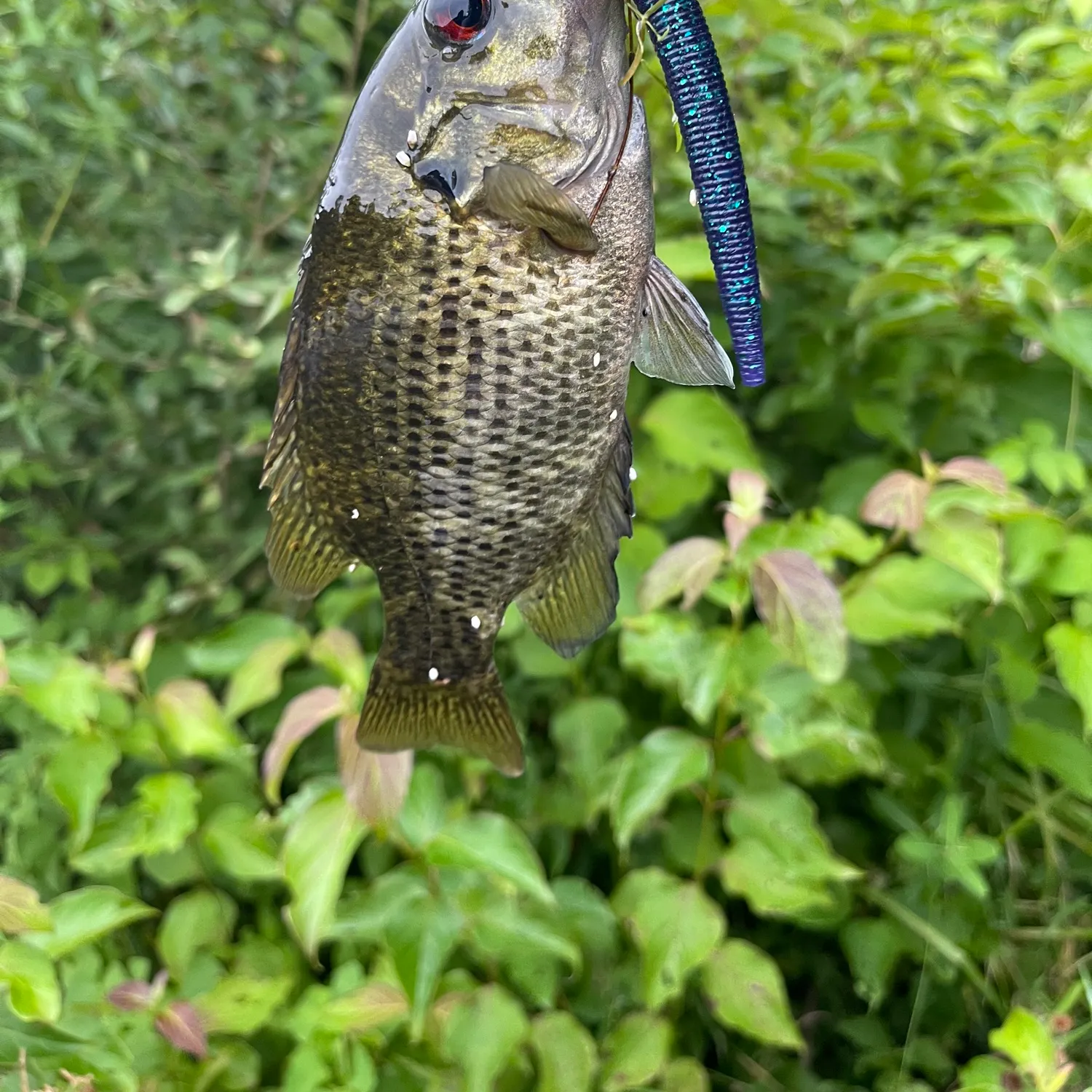 angler catch