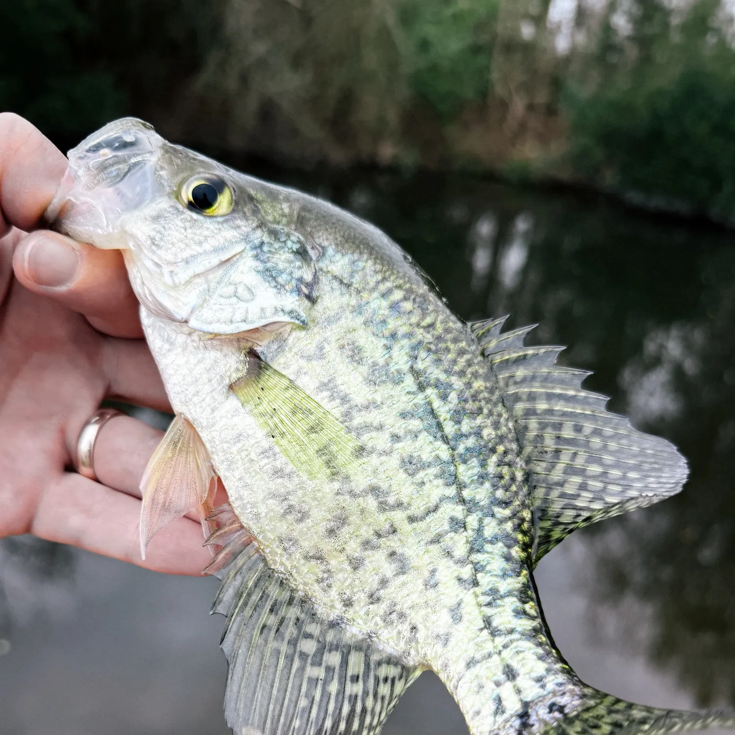 The most recent Black crappie catches on Fishbrain