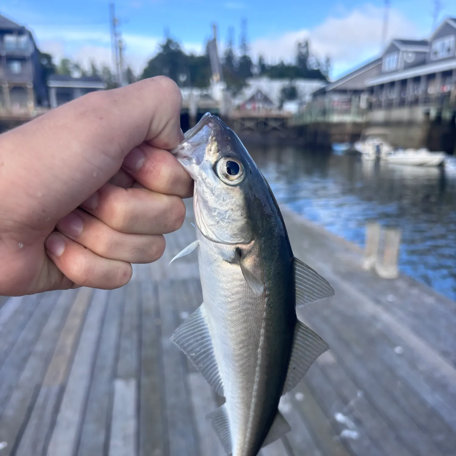 Atlantic pollock caught on Fishbrain
