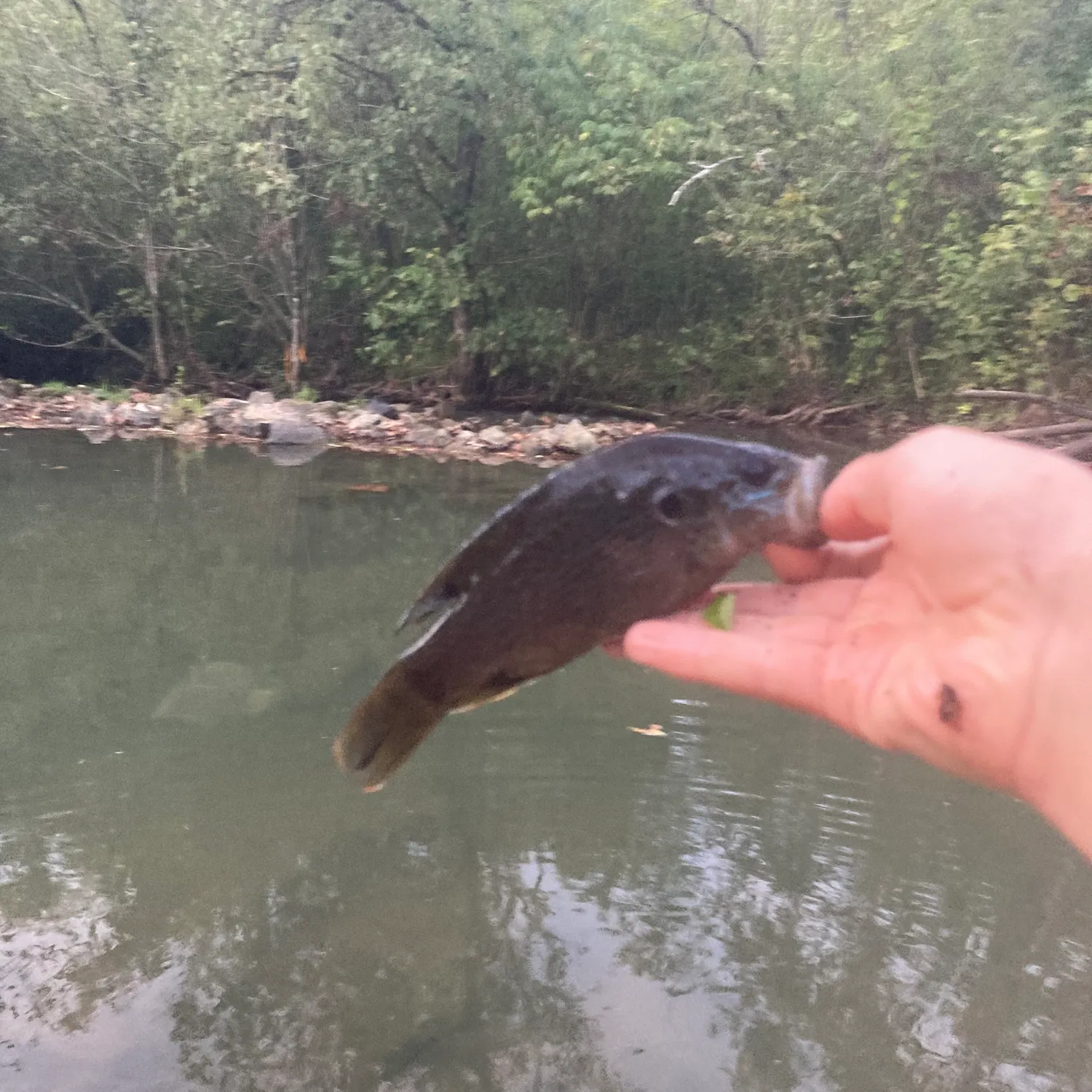 Green sunfish caught on Fishbrain