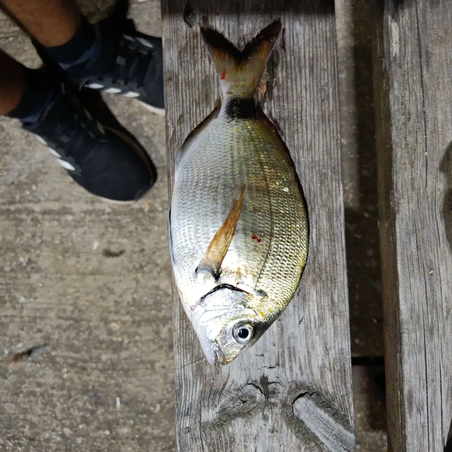 White seabream caught on Fishbrain