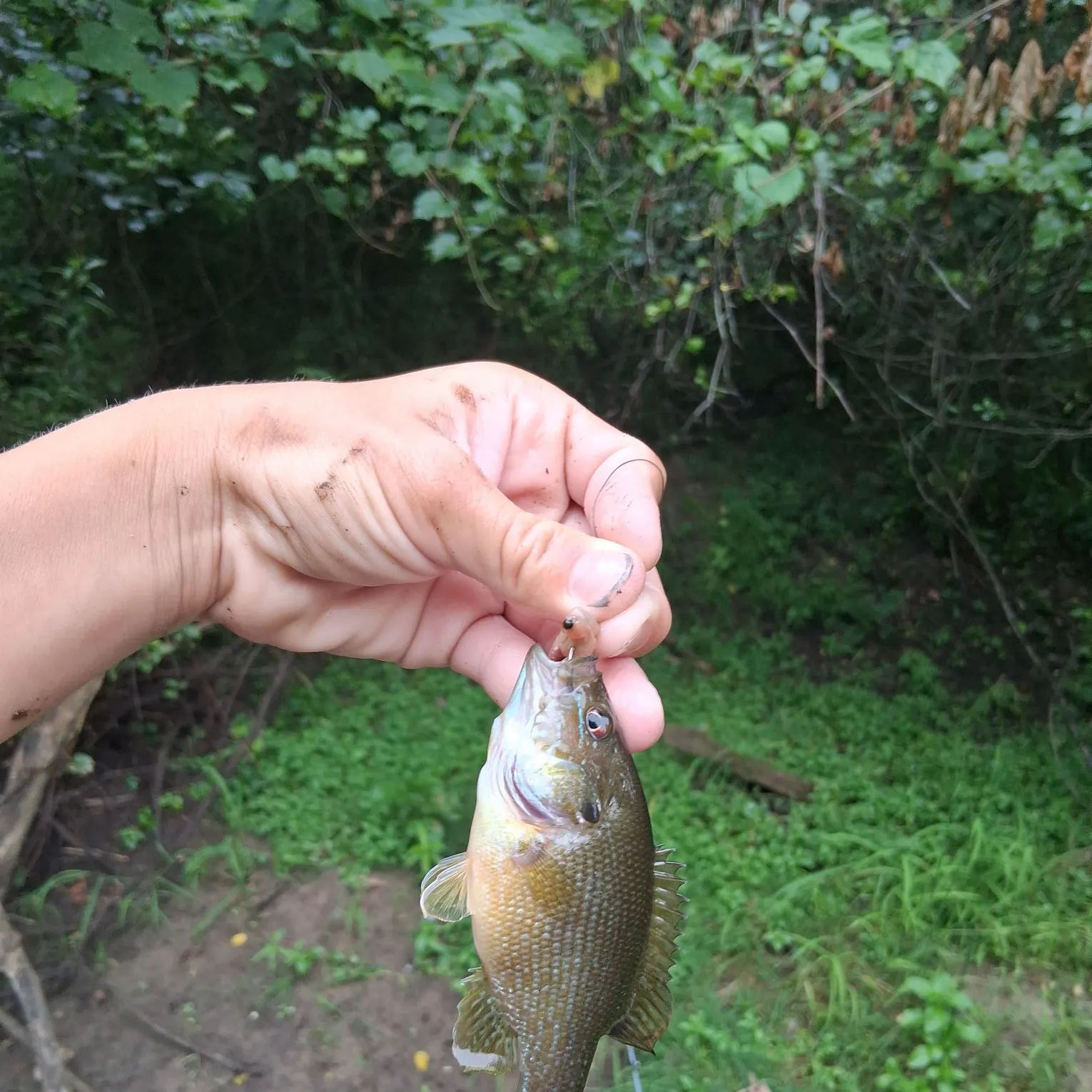 Green sunfish caught on Fishbrain