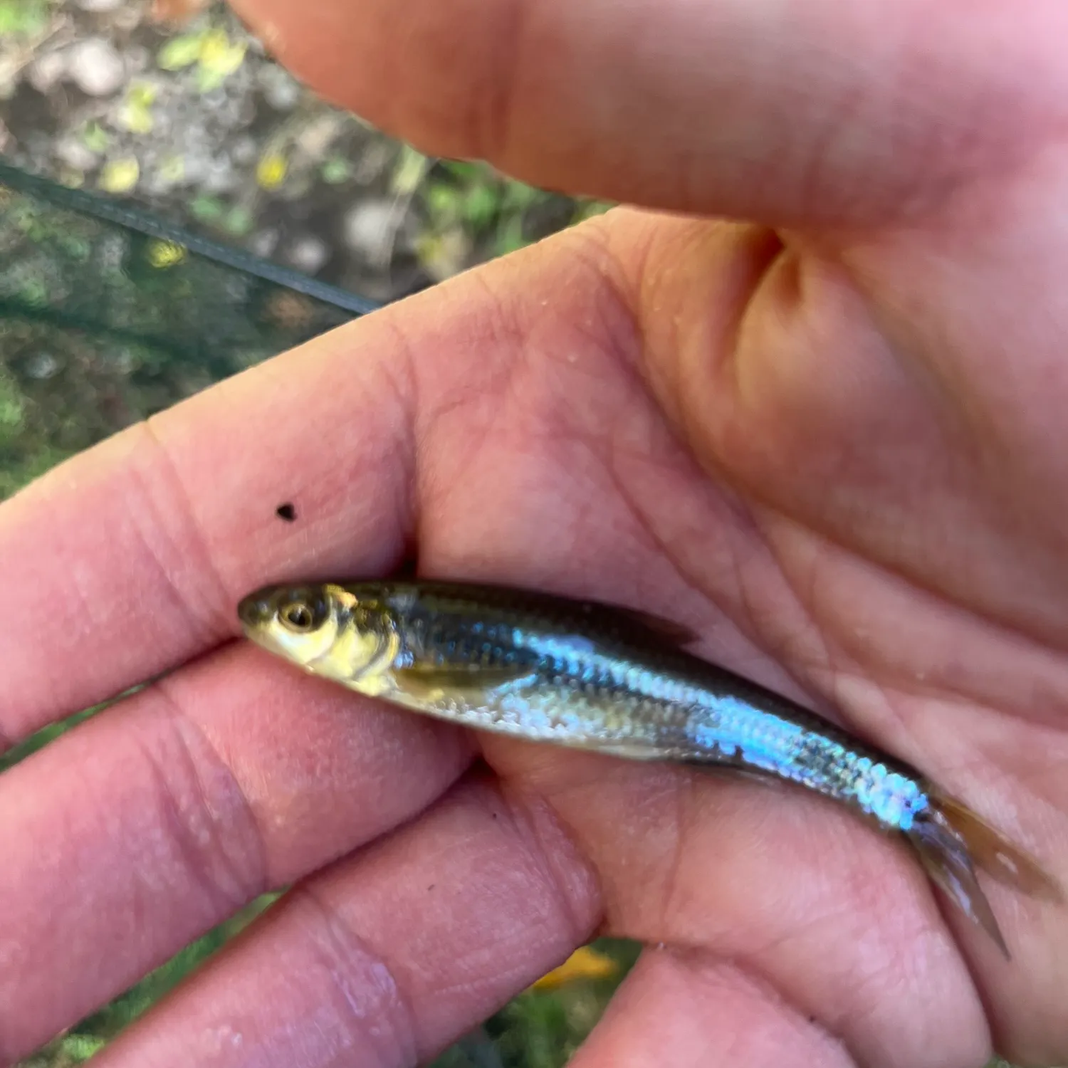 Spottail shiner caught on Fishbrain