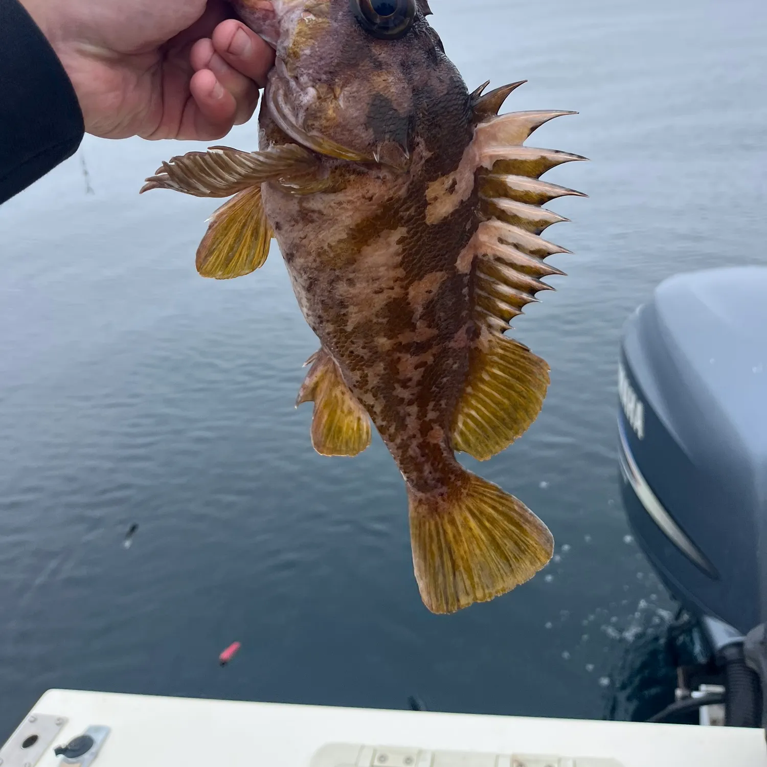 The most recent Gopher rockfish catches on Fishbrain