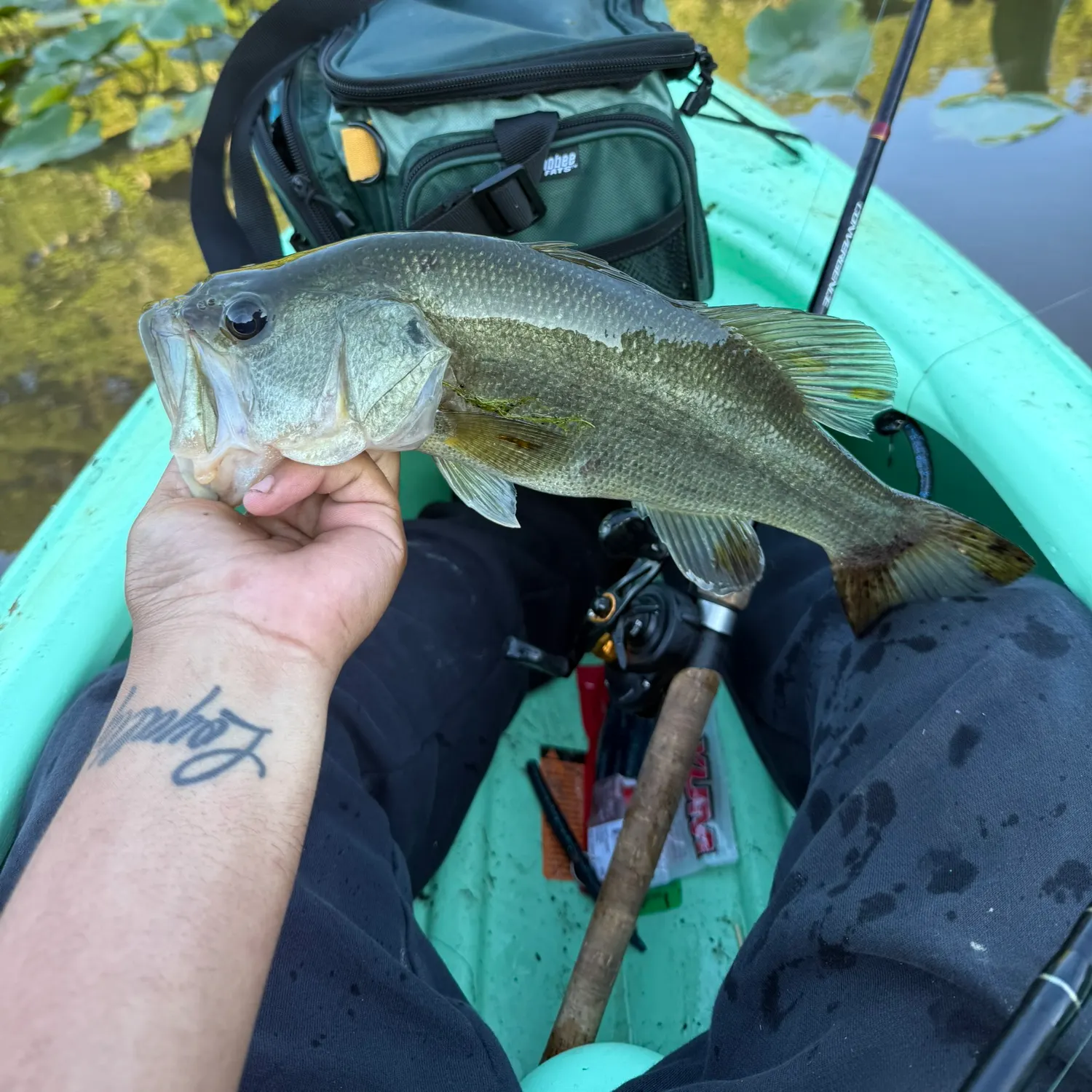 Largemouth bass caught on Fishbrain