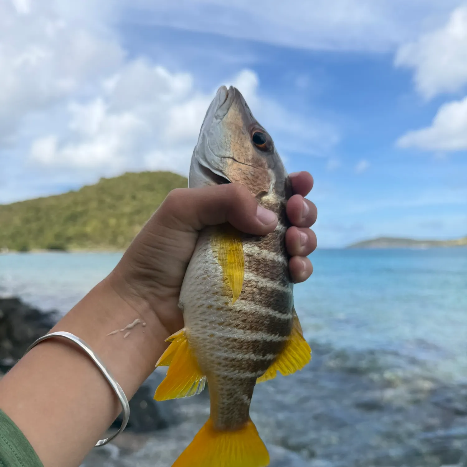 The most recent Schoolmaster snapper catches on Fishbrain