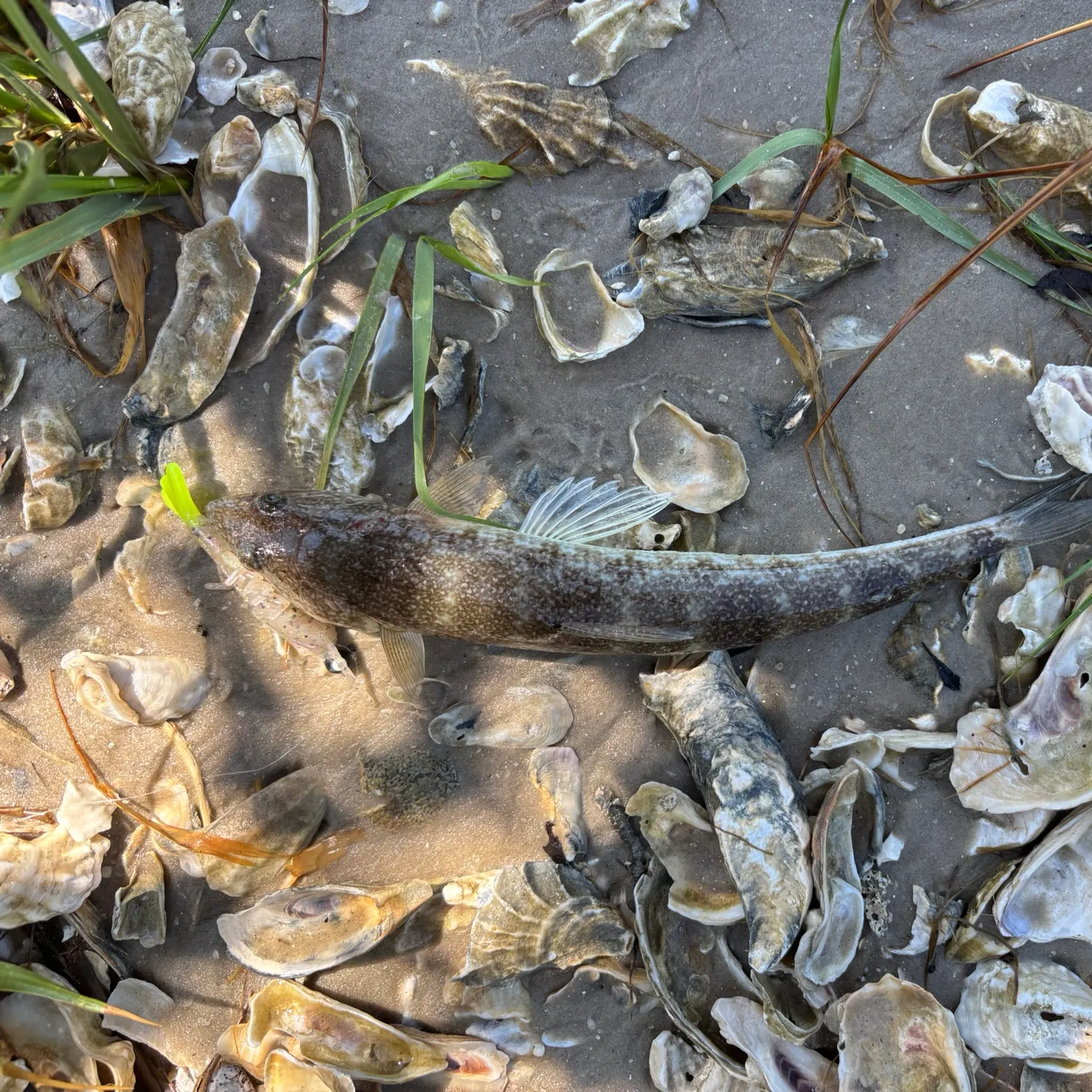 Inshore lizardfish caught on Fishbrain