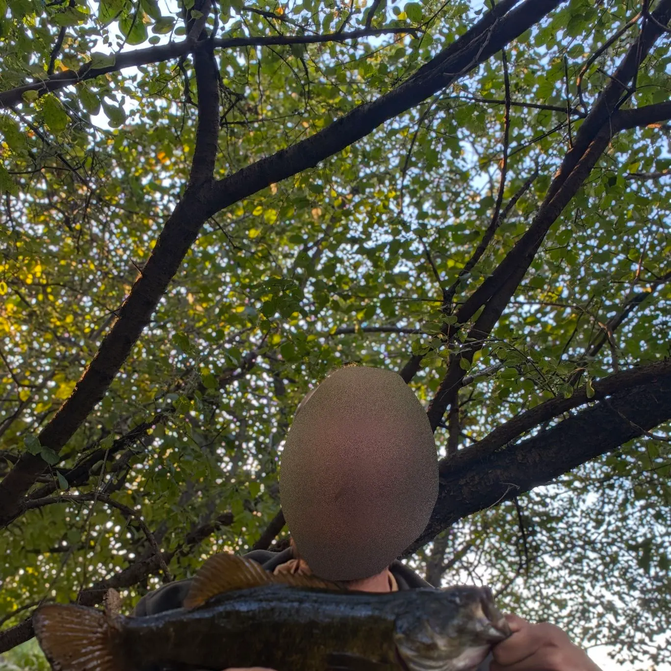 Smallmouth bass caught on Fishbrain