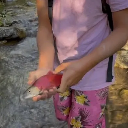 Kokanee salmon caught on Fishbrain