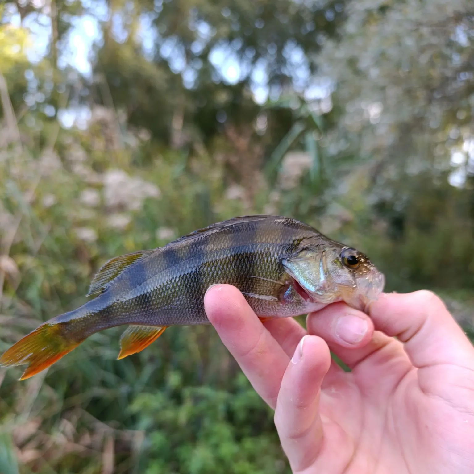 European perch caught on Fishbrain