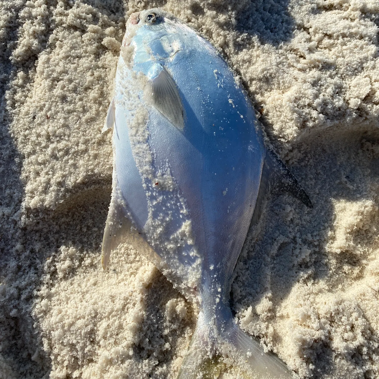 The most recent Permit catches on Fishbrain