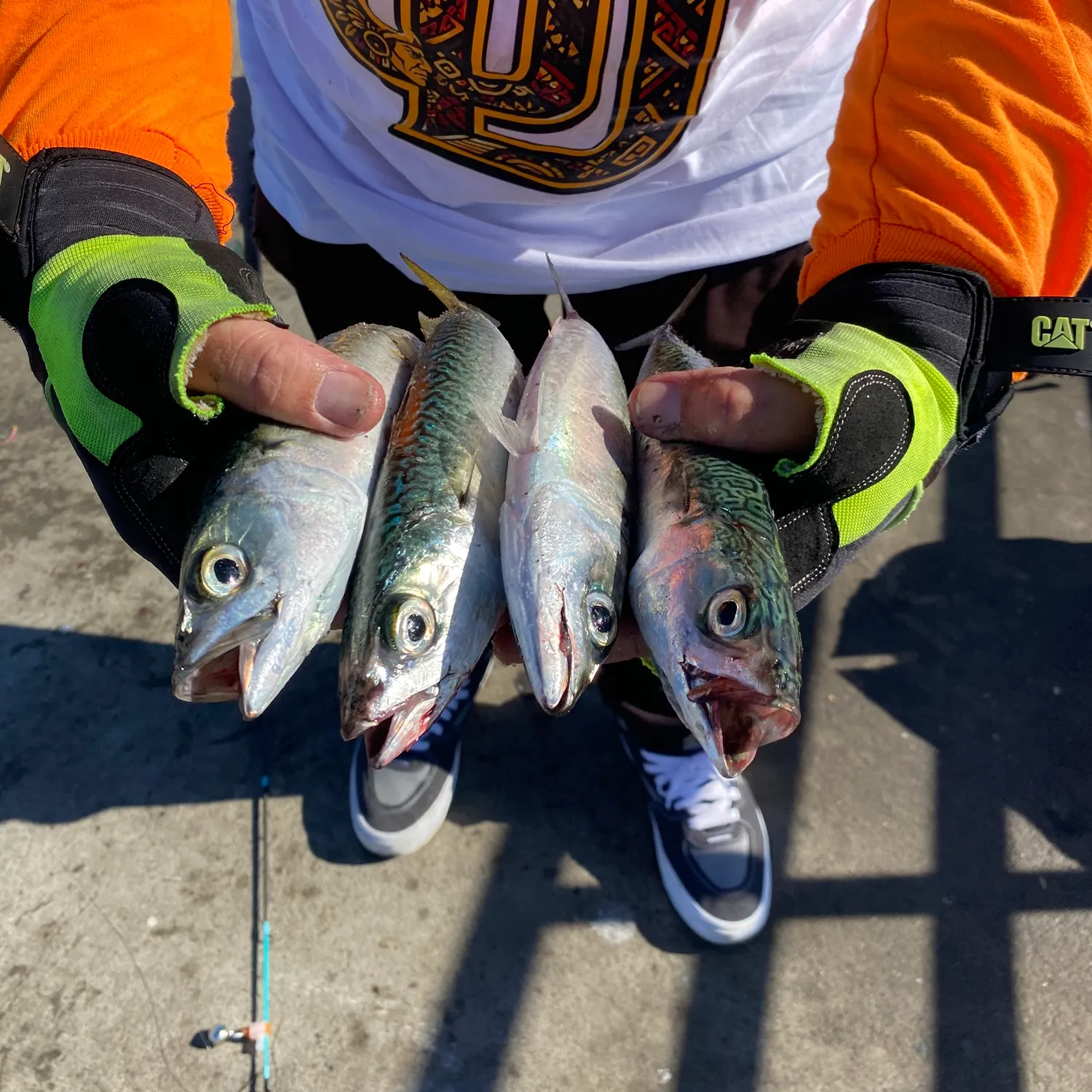 Pacific chub mackerel caught on Fishbrain