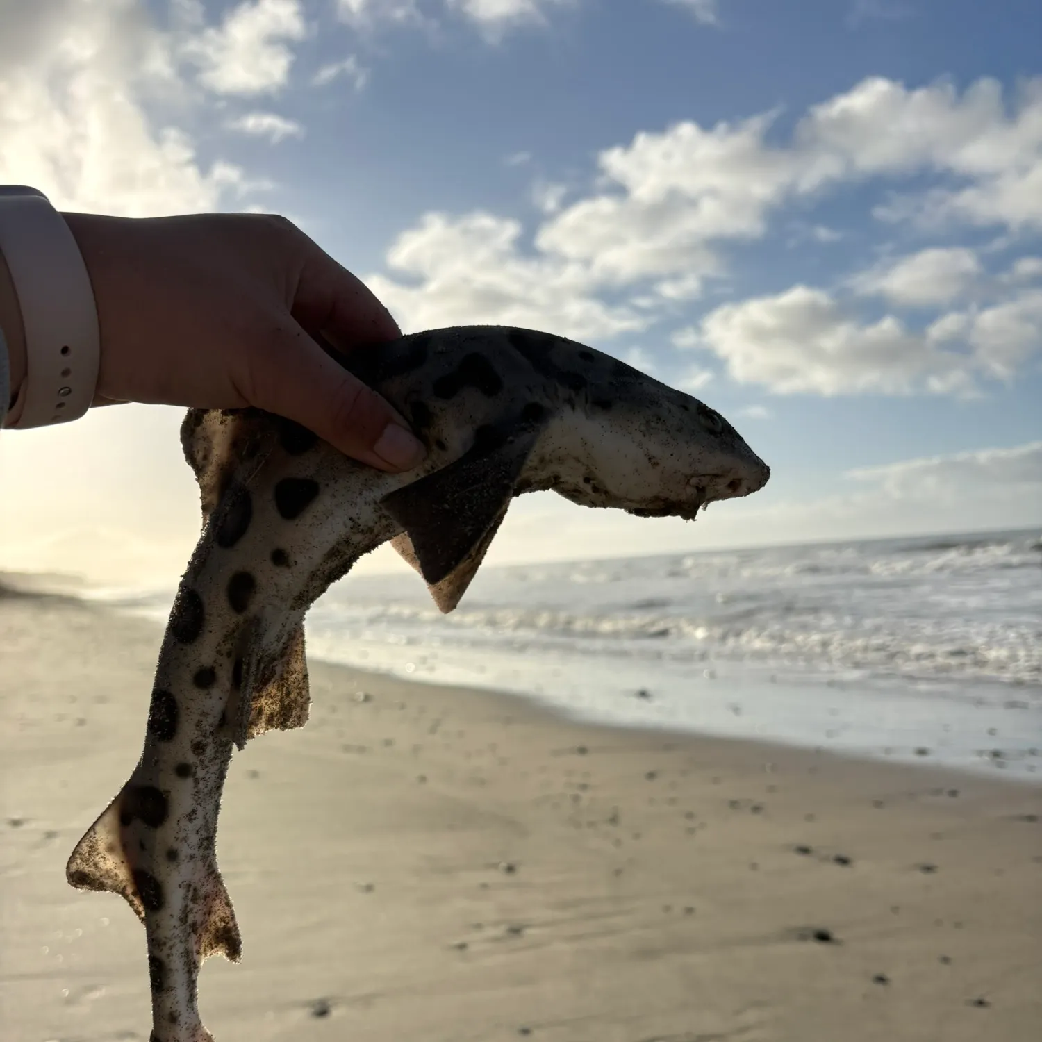 The most recent Leopard shark catches on Fishbrain
