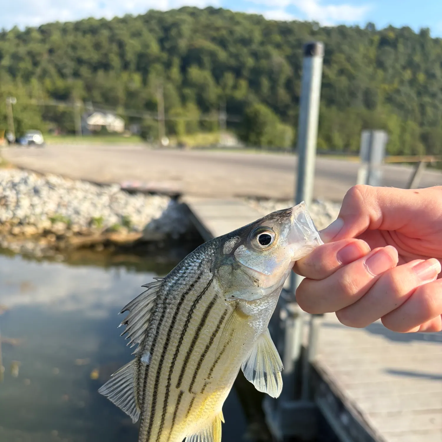 Yellow bass caught on Fishbrain