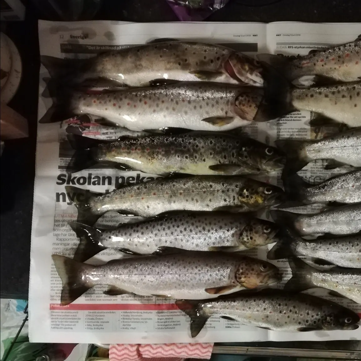 recently logged catches