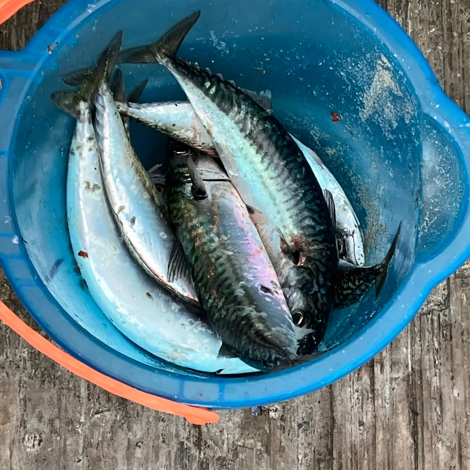 Atlantic mackerel caught on Fishbrain