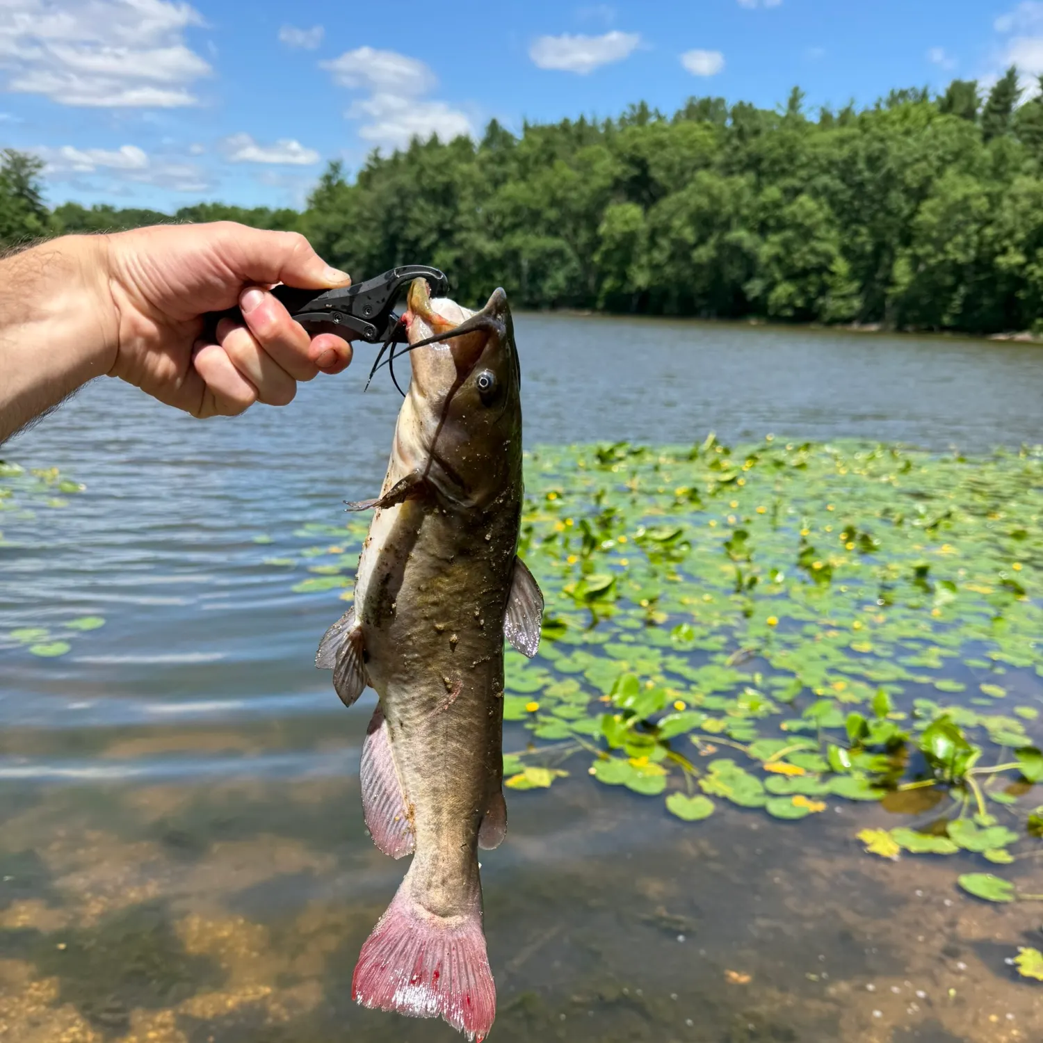 catch