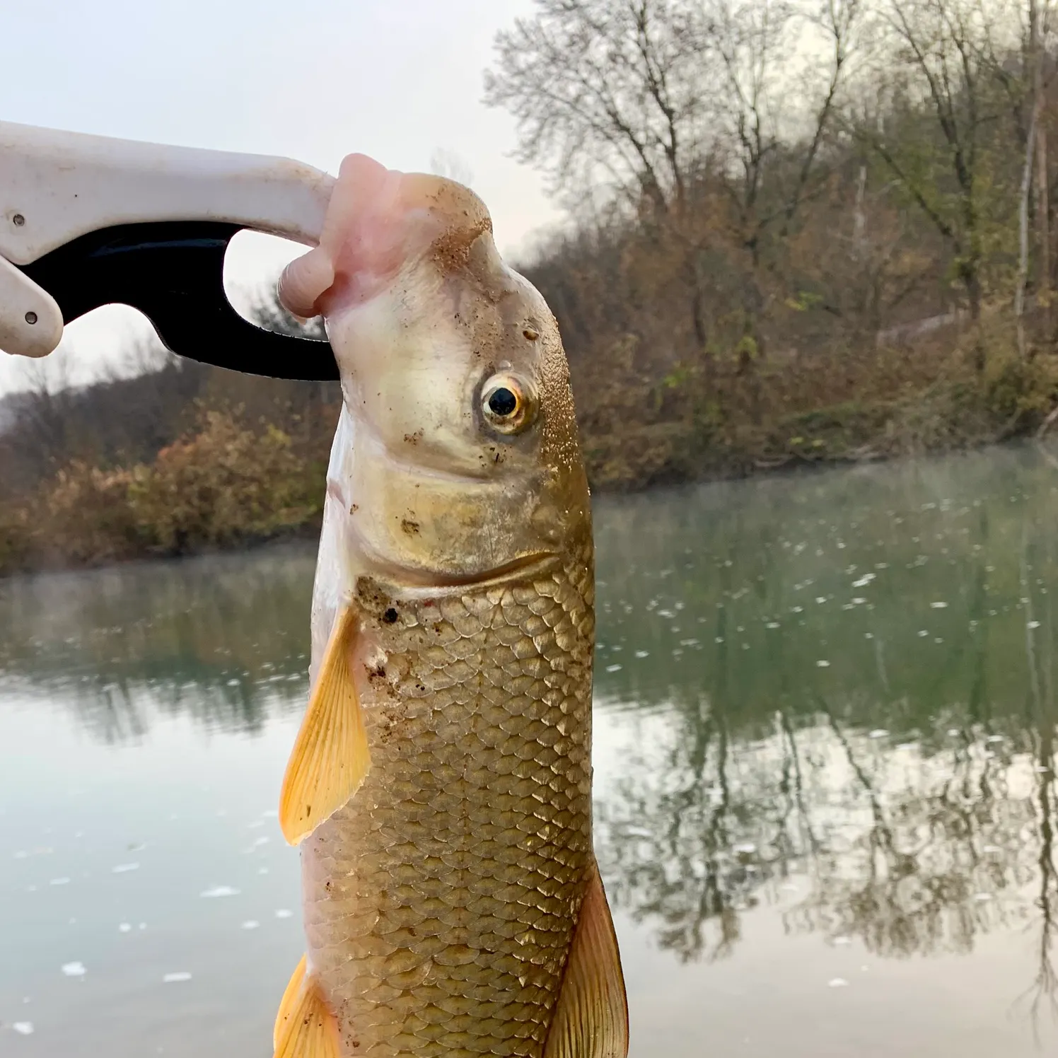 The most recent River redhorse catches on Fishbrain