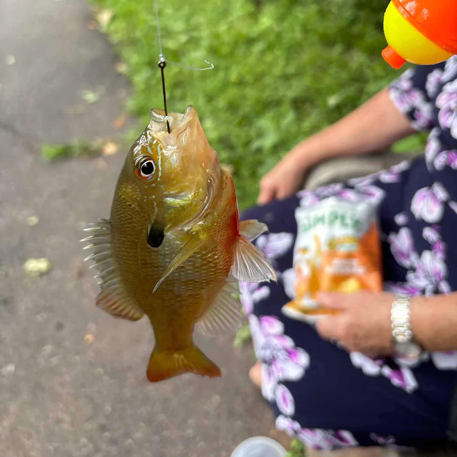 recently logged catches