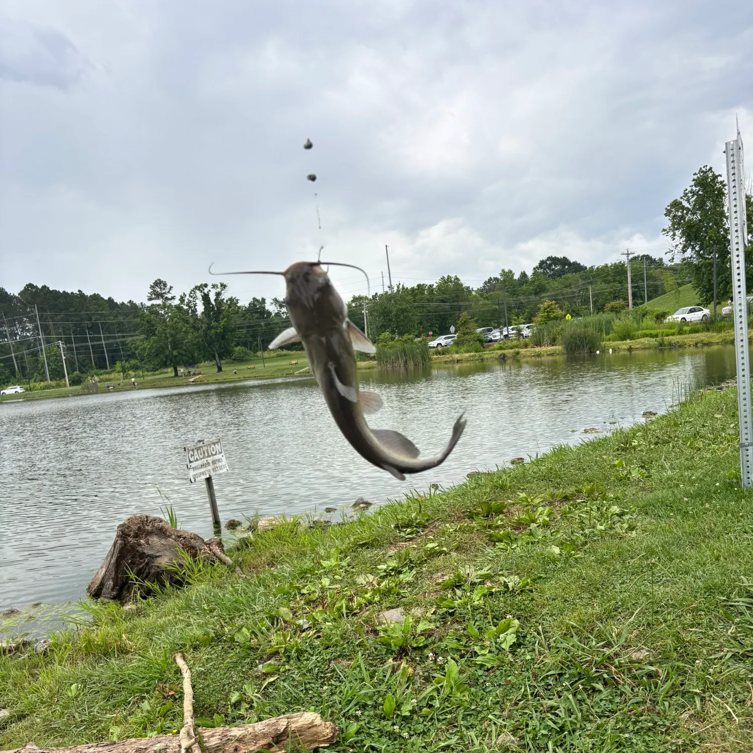 The most recent Flathead catfish catches on Fishbrain