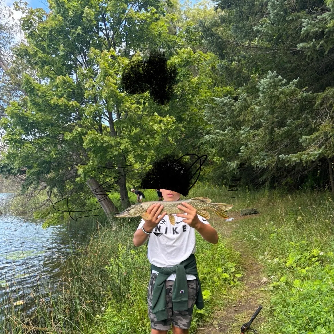Northern pike caught on Fishbrain