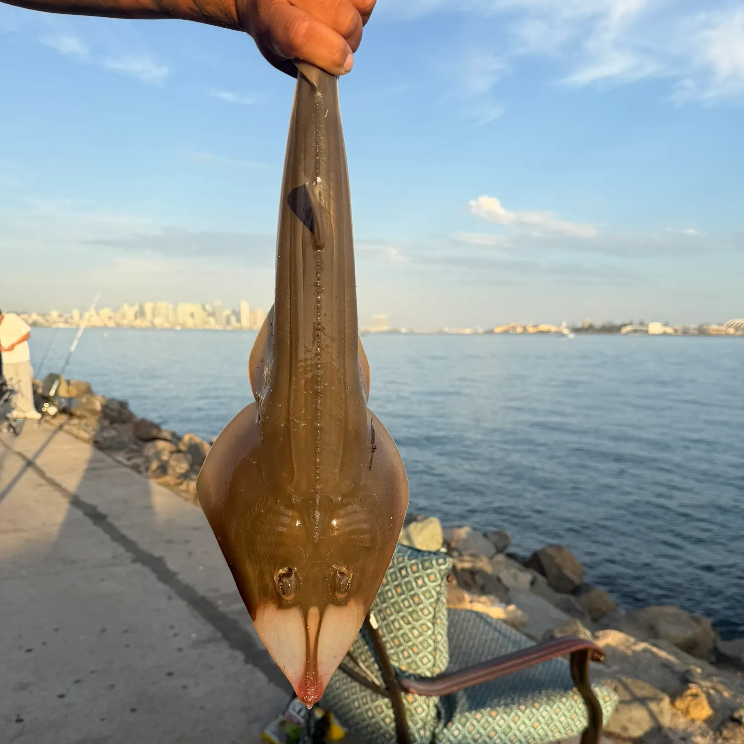Pacific shovelnose guitarfish caught on Fishbrain