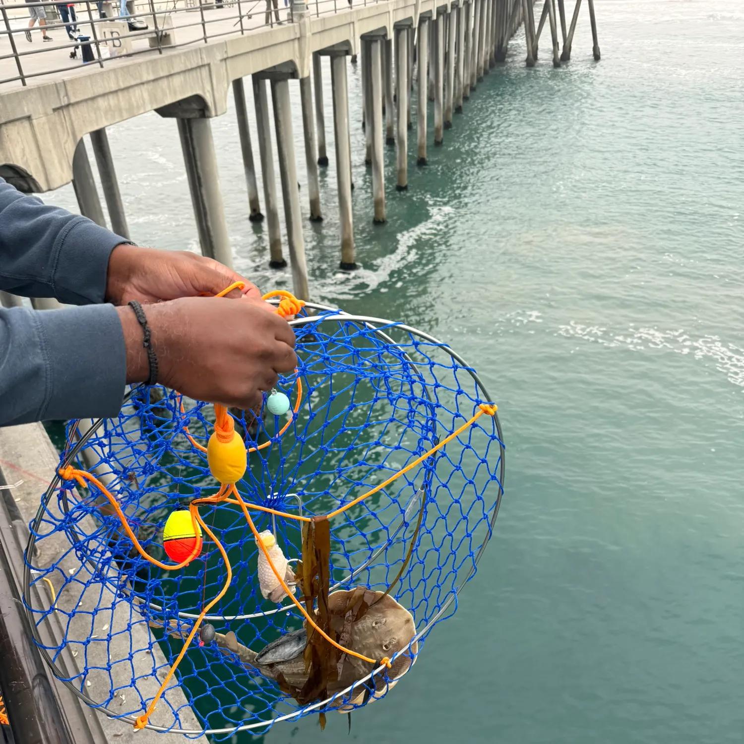 The most recent Sepia stingray catches on Fishbrain