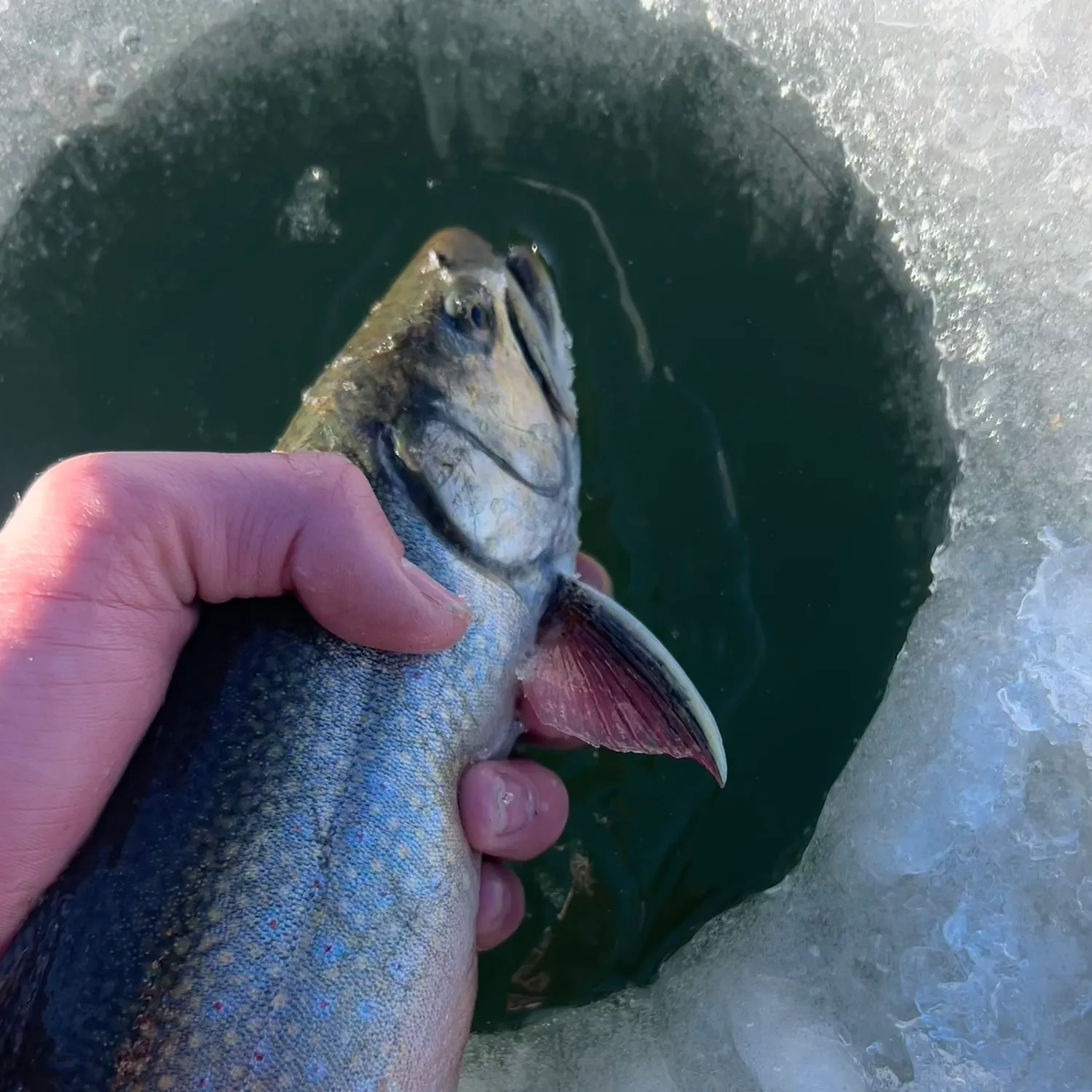 The most recent Brook trout catches on Fishbrain