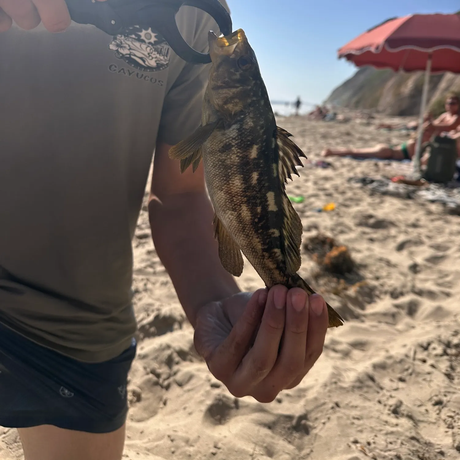 Kelp bass caught on Fishbrain