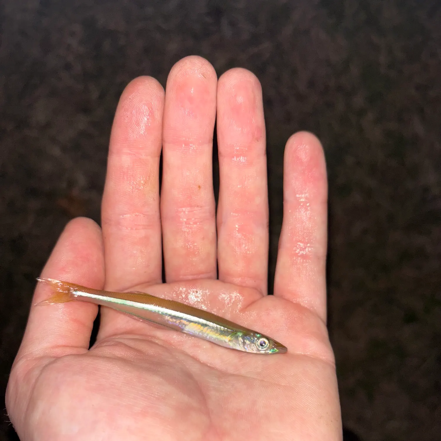 The most recent Brook silverside catches on Fishbrain