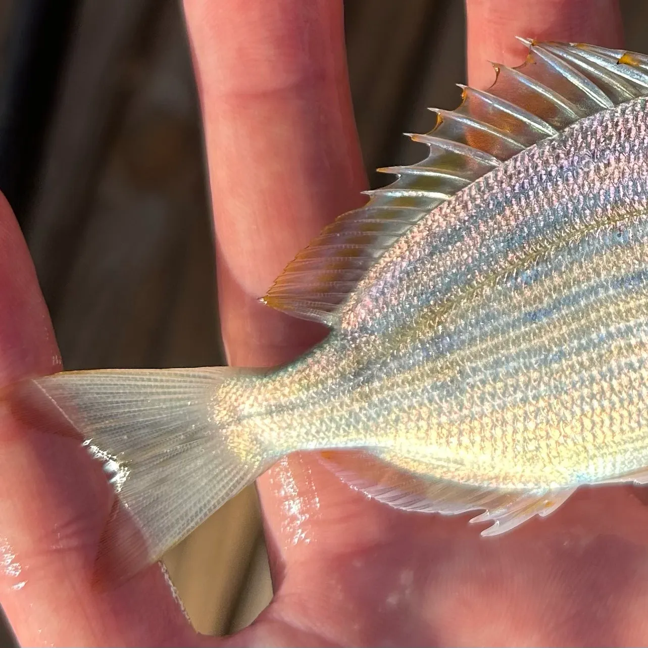 The most recent Pinfish catches on Fishbrain