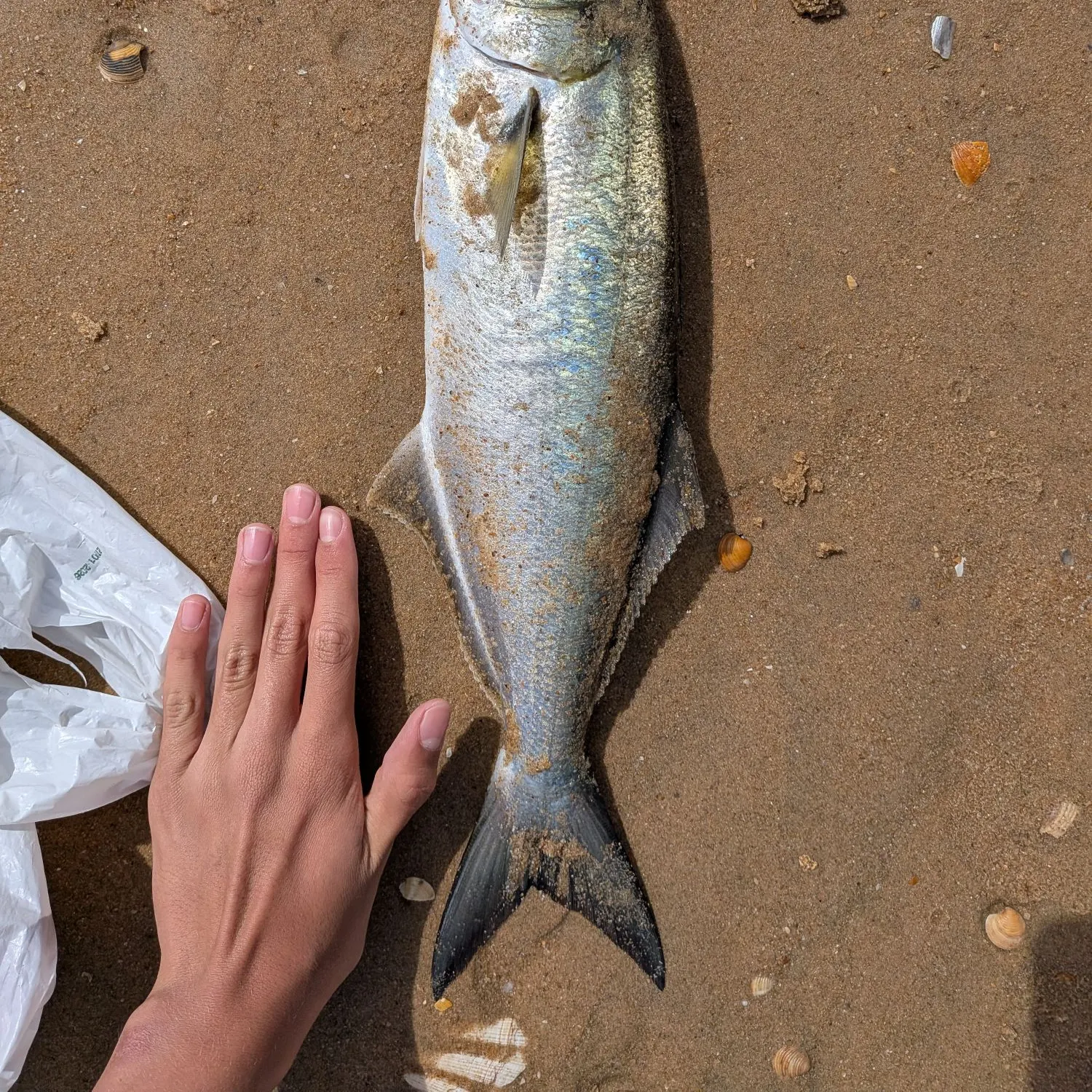Bluefish caught on Fishbrain