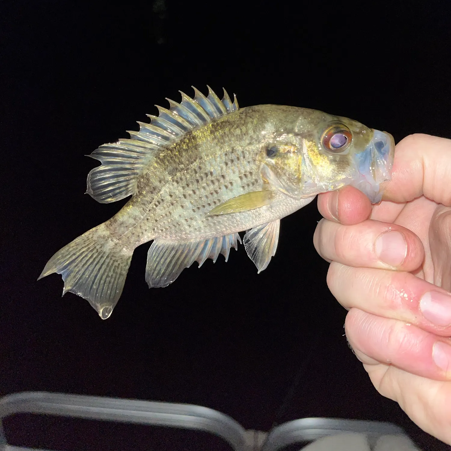 Rock bass caught on Fishbrain