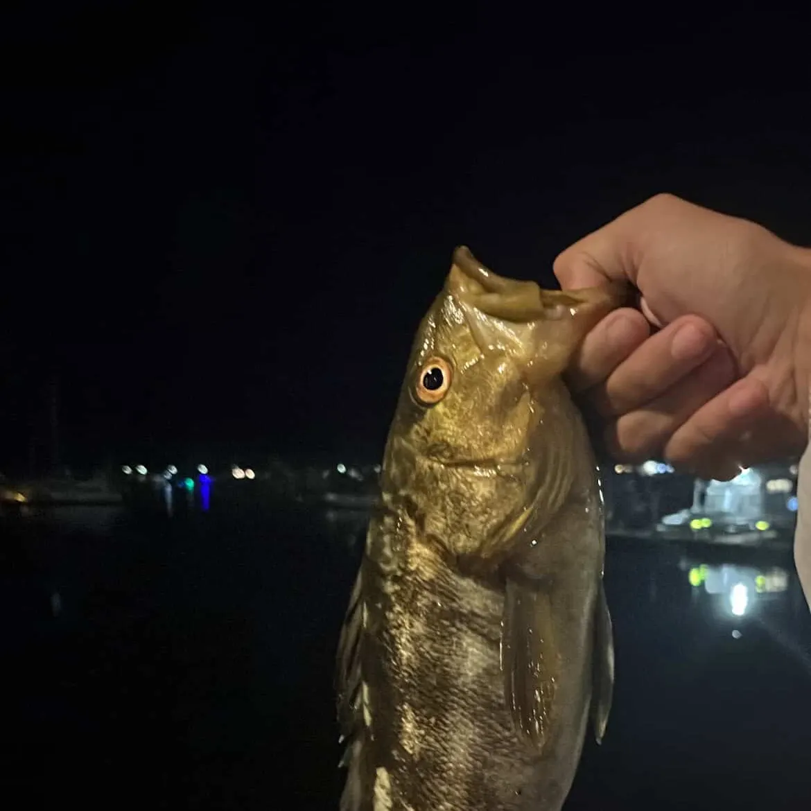 The most recent Kelp bass catches on Fishbrain