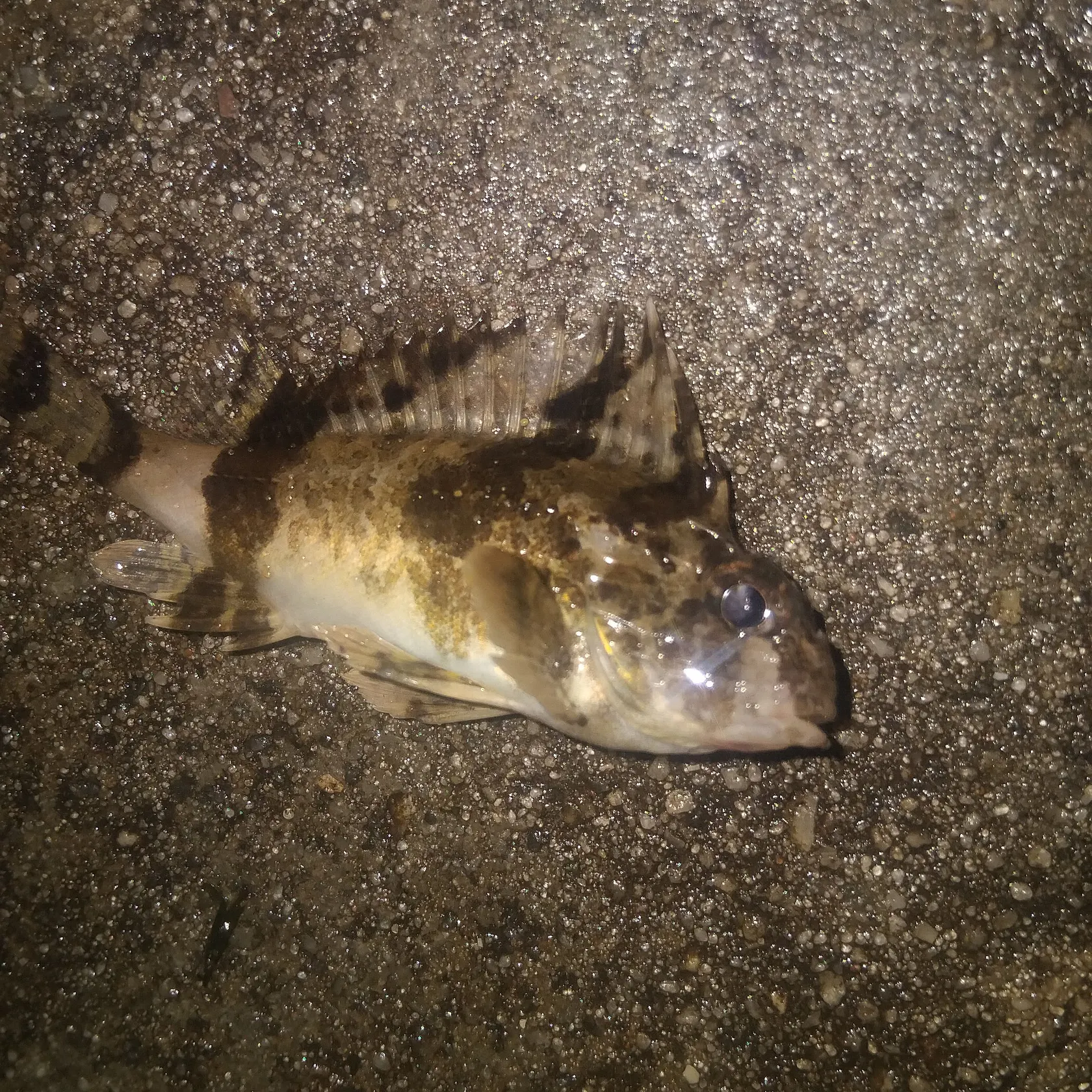 The most recent South Australian cobbler catches on Fishbrain