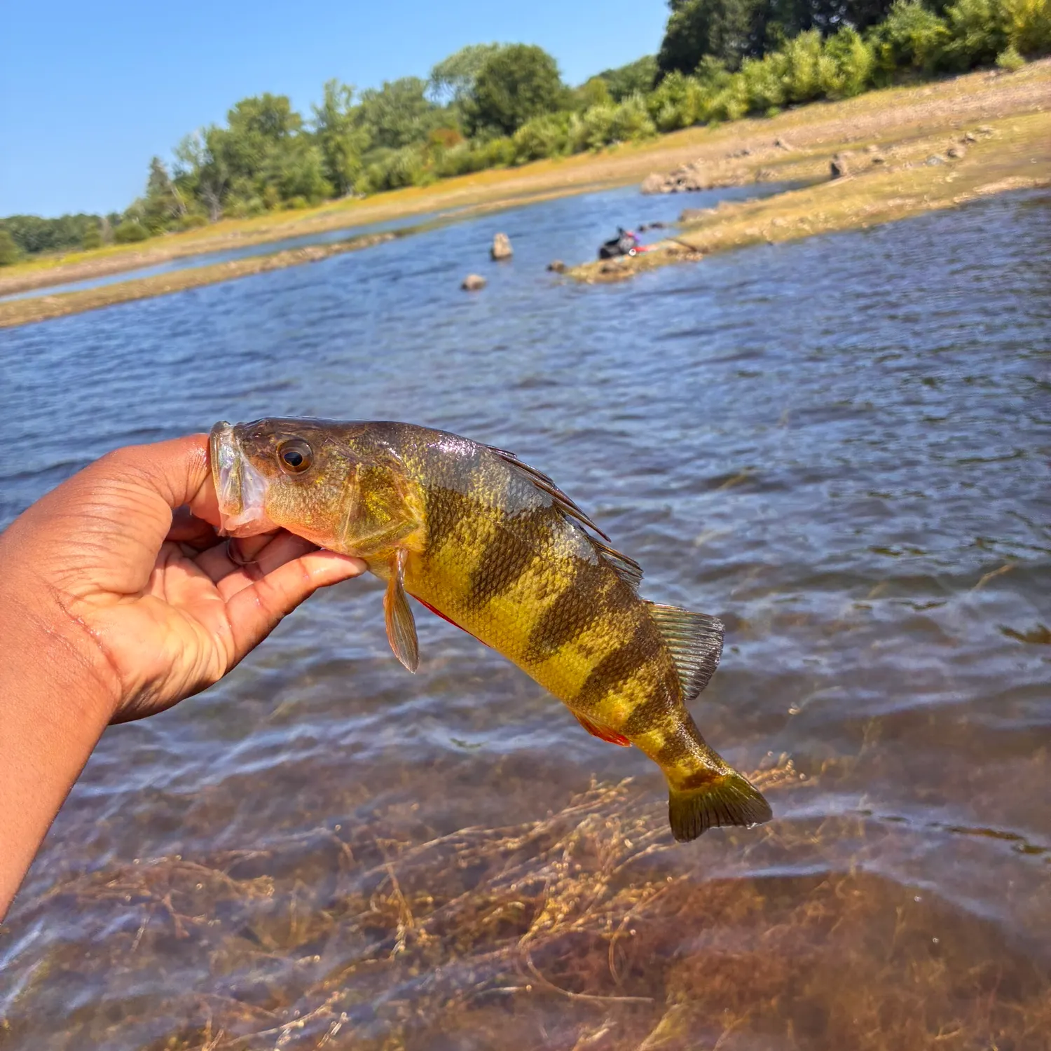 Yellow perch caught on Fishbrain