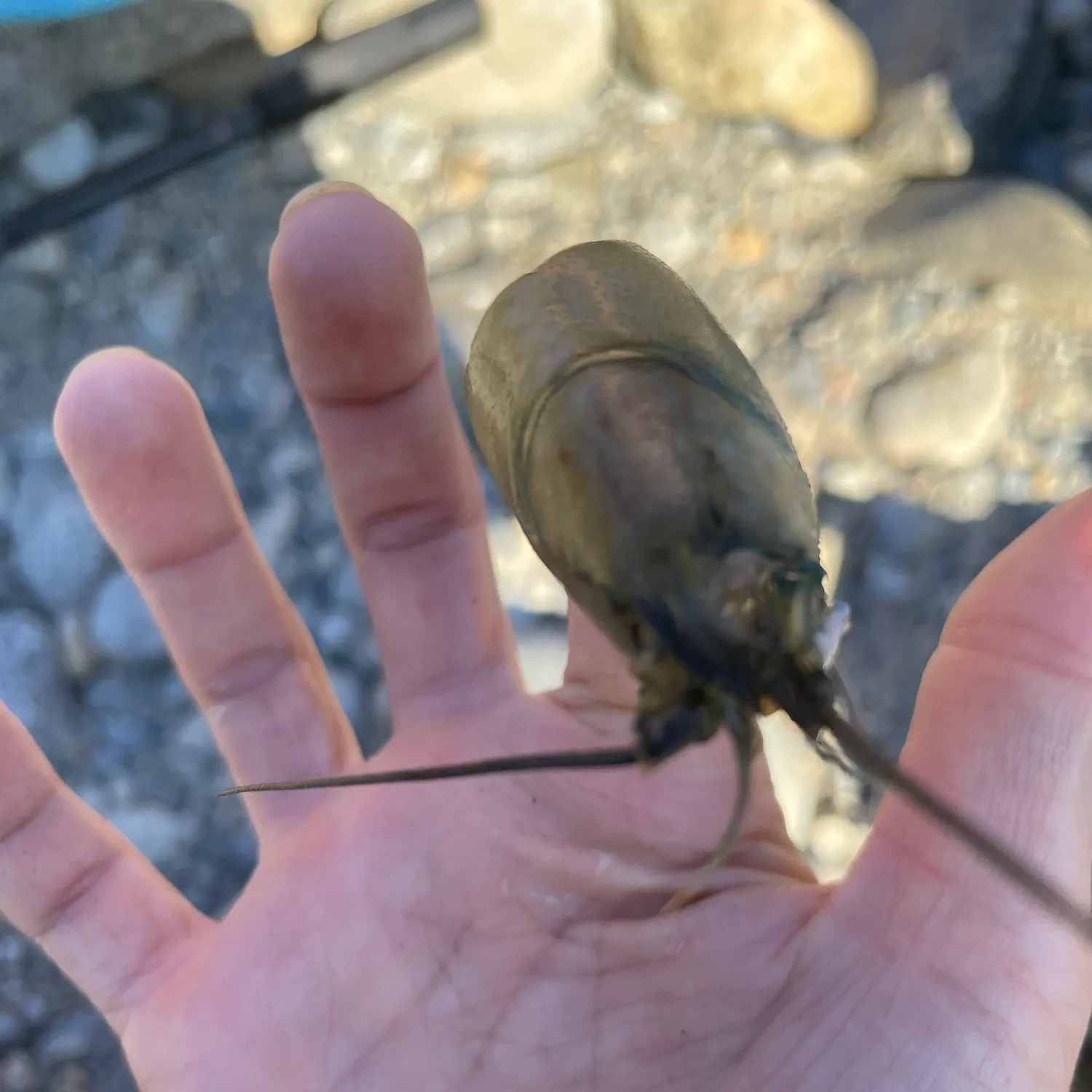 The most recent Signal crayfish catches on Fishbrain