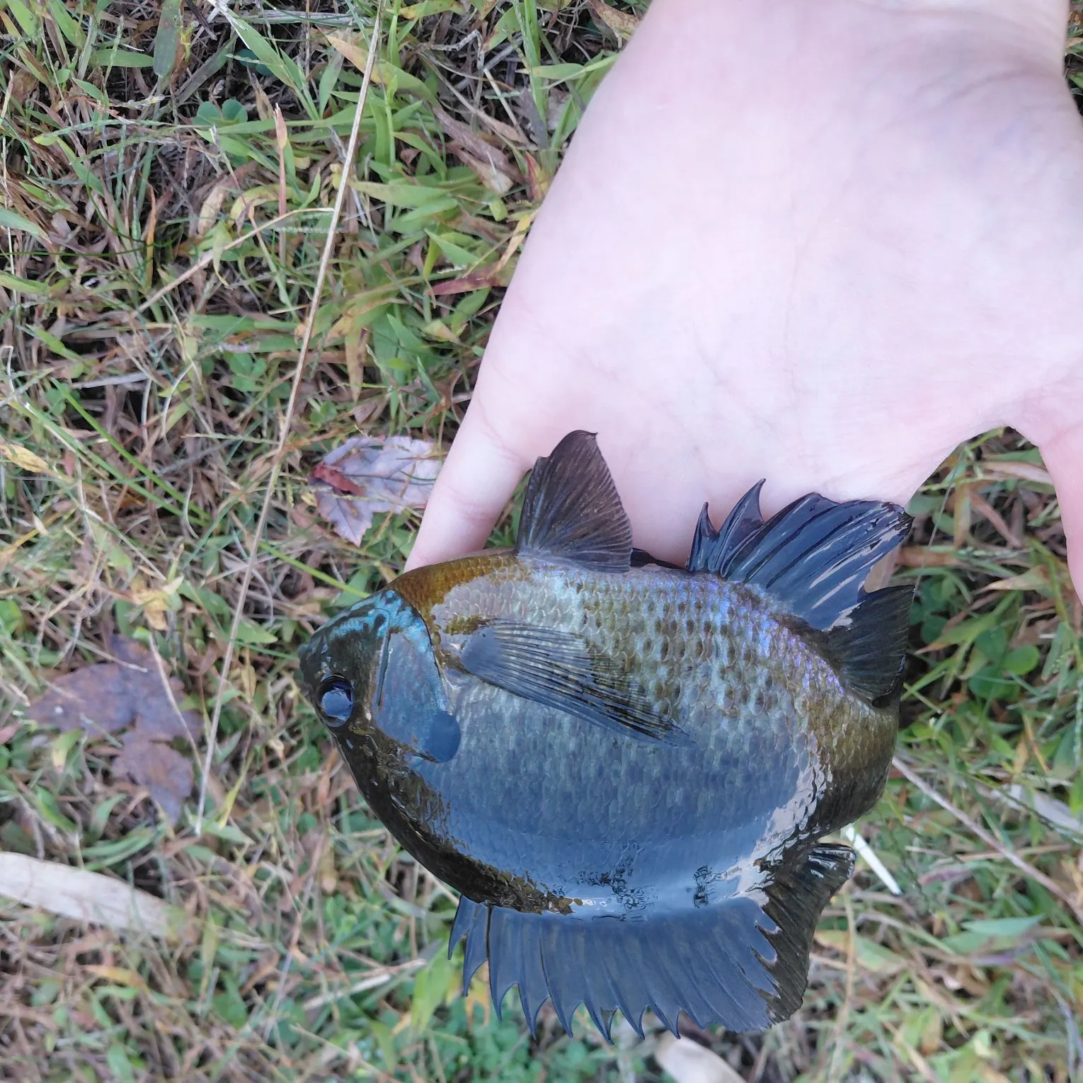 Bluegill caught on Fishbrain