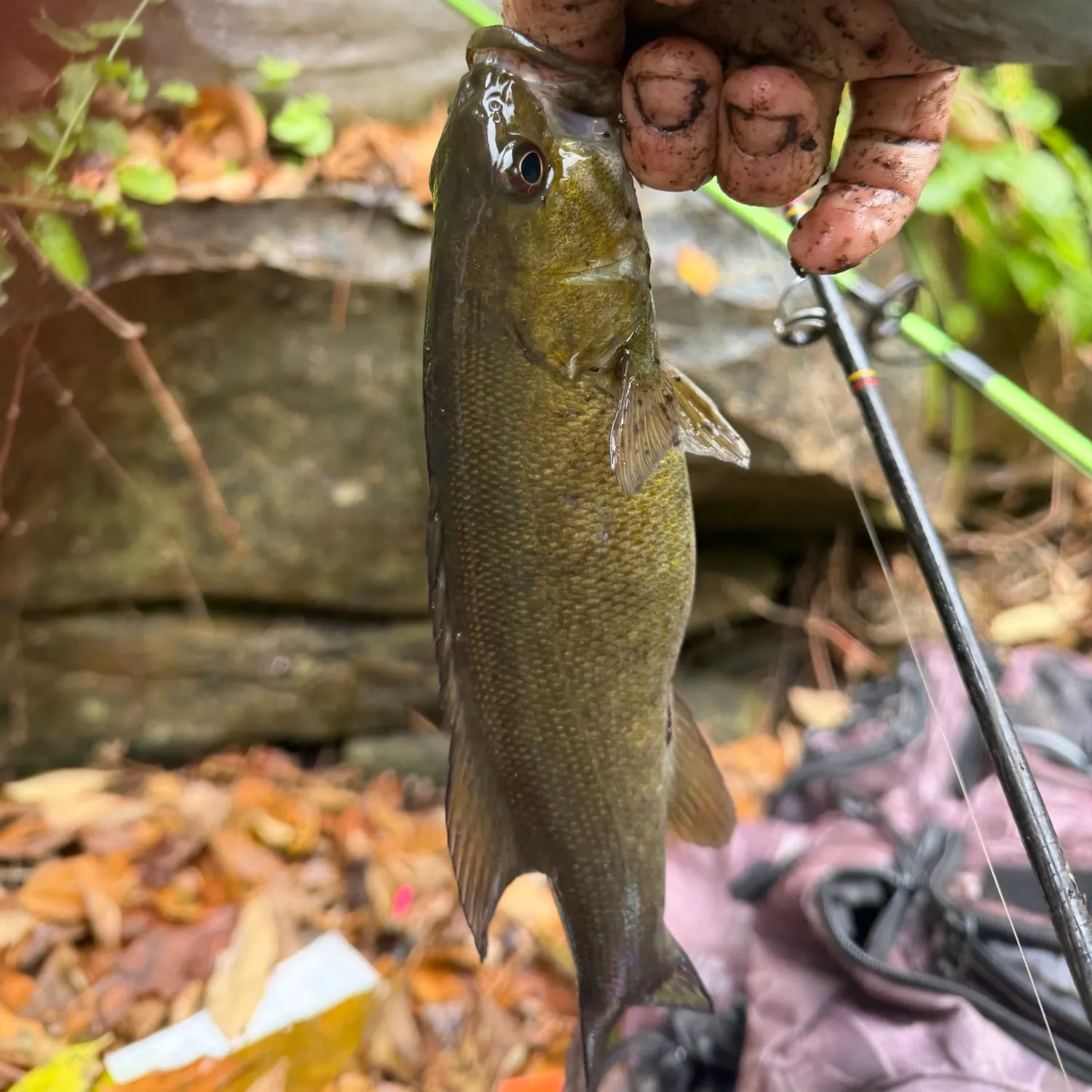 Smallmouth bass caught on Fishbrain