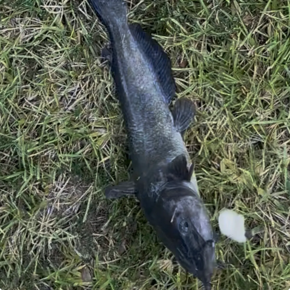 Channel catfish caught on Fishbrain