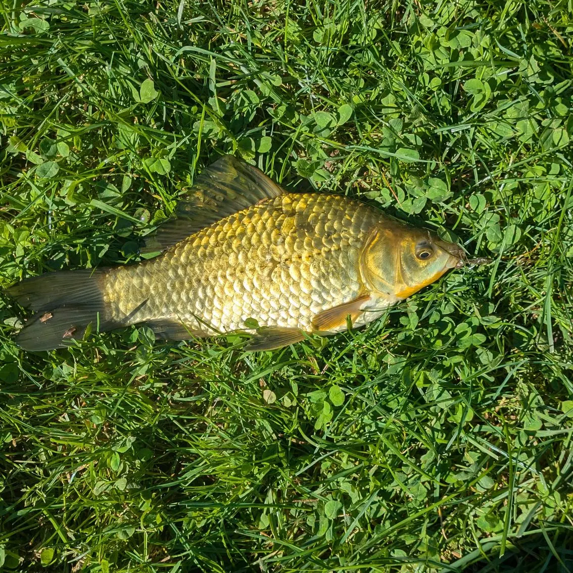 Crucian carp caught on Fishbrain