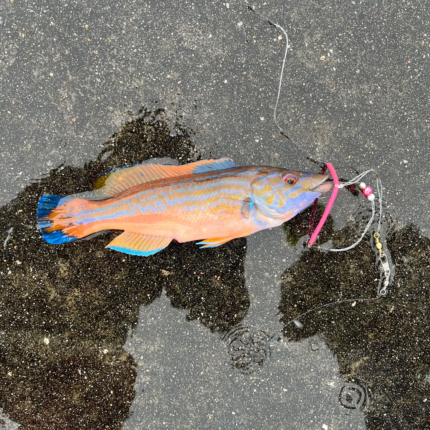 recently logged catches