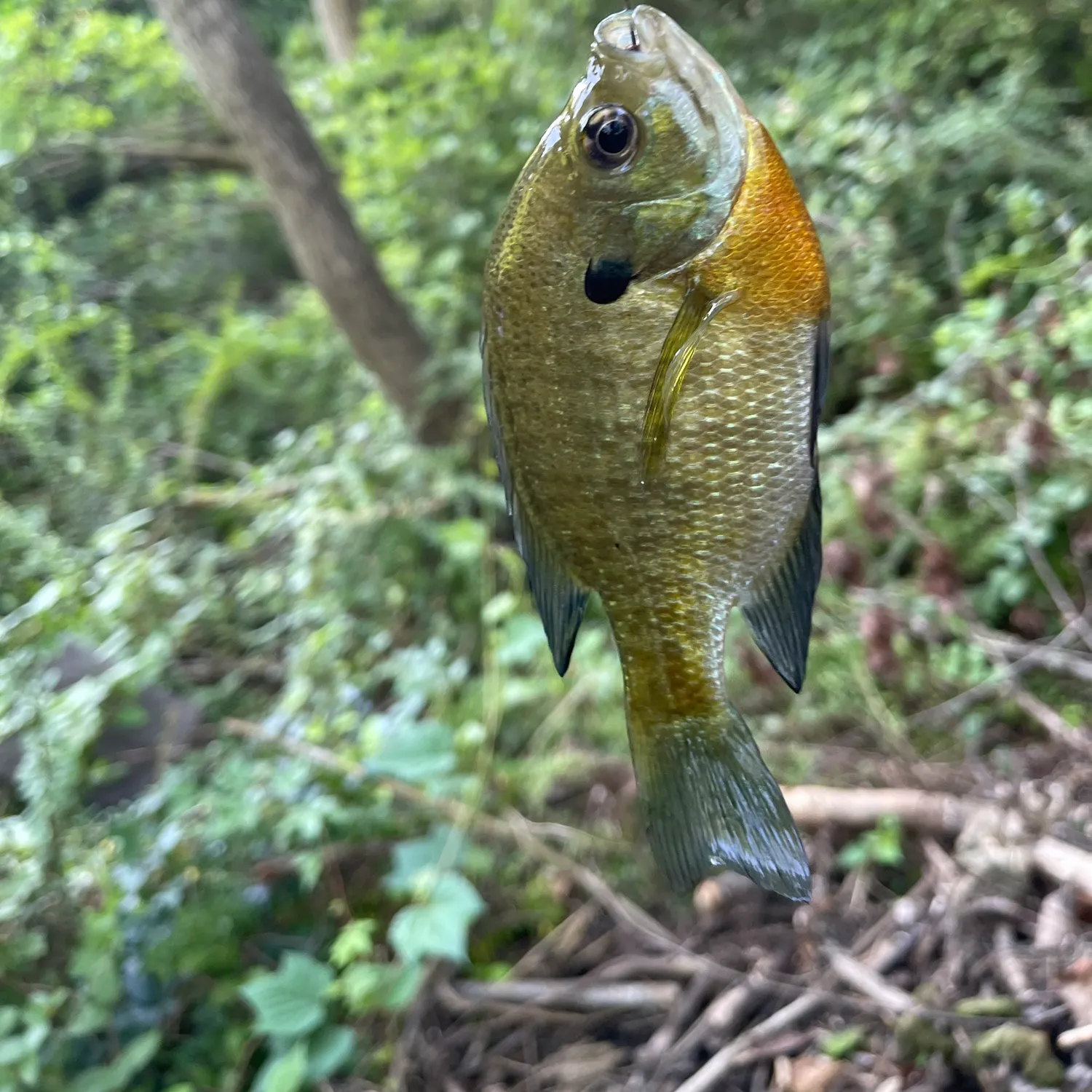 Bluegill caught on Fishbrain