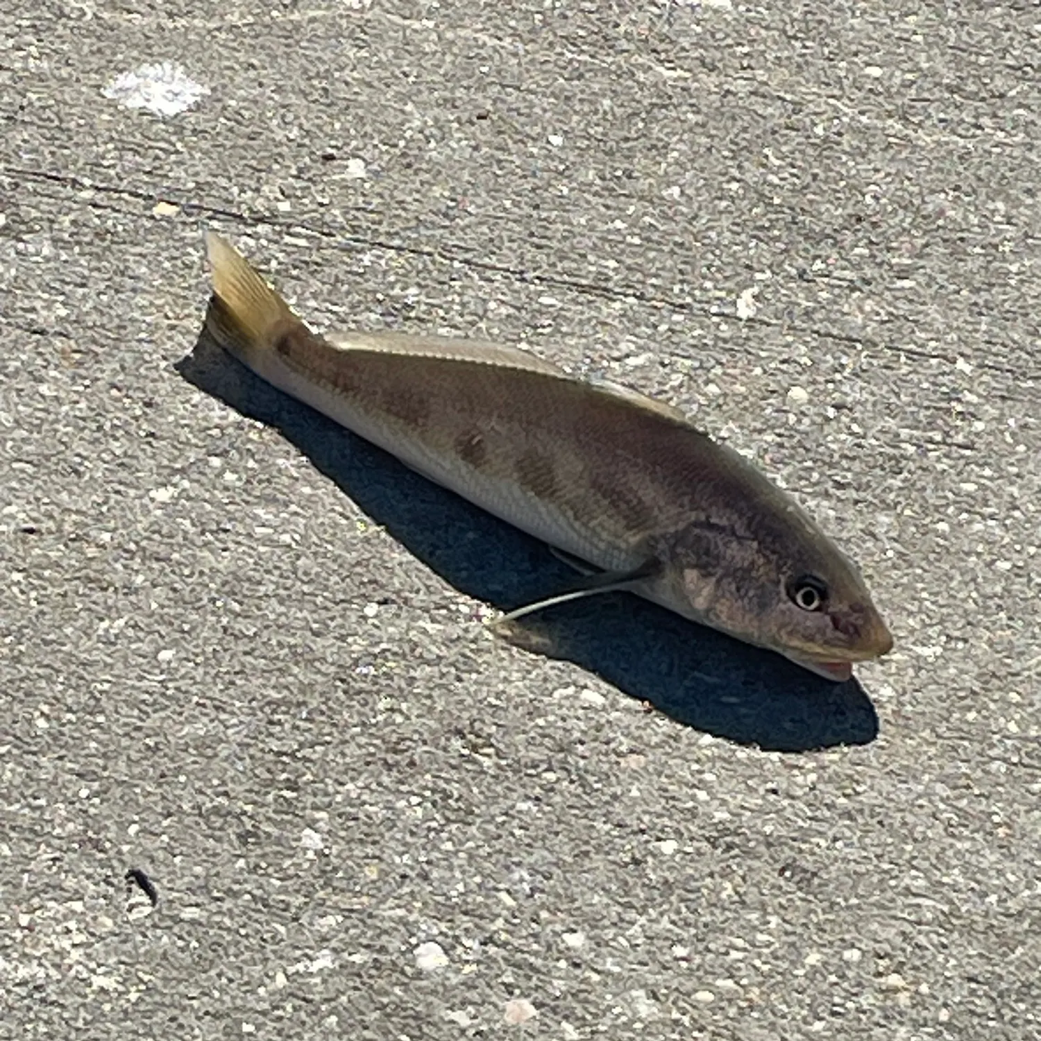 Southern kingcroaker caught on Fishbrain