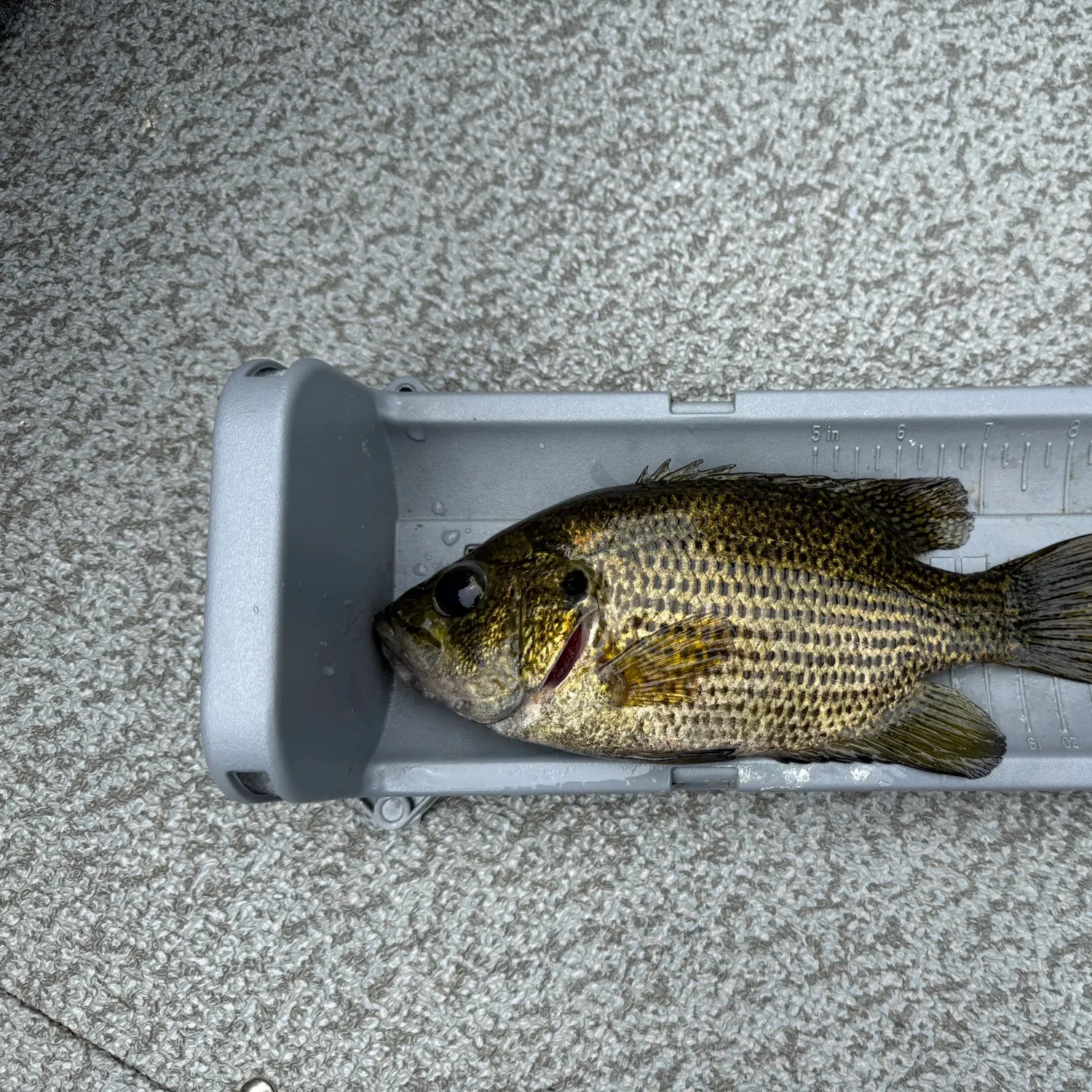 recently logged catches