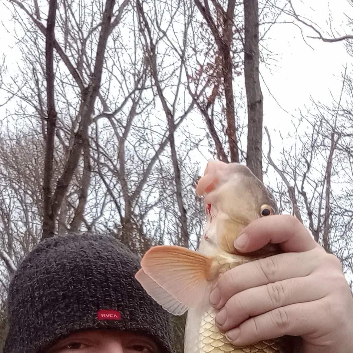 The most recent Greater redhorse catches on Fishbrain